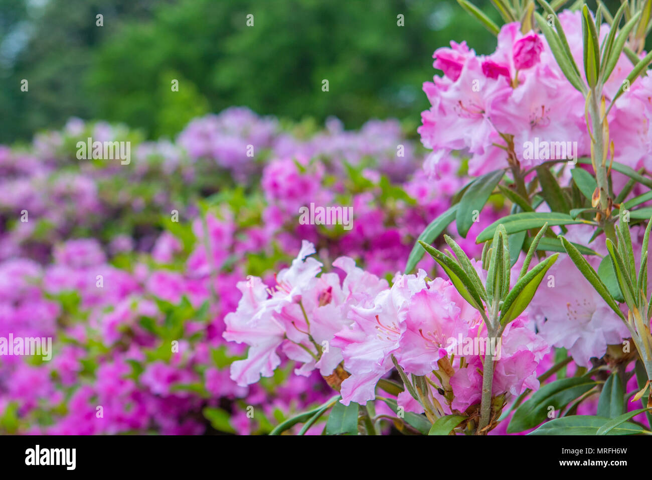 Les buissons de fleurs de printemps coloré. Le thème du printemps. Jardin botanique Banque D'Images
