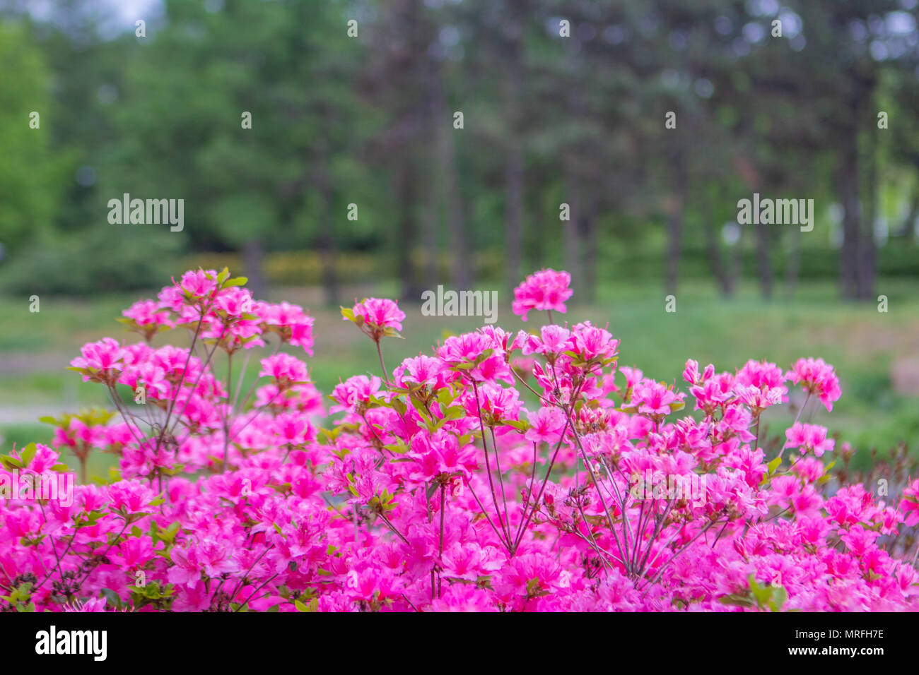 Les buissons de fleurs de printemps coloré. Le thème du printemps. Jardin botanique Banque D'Images