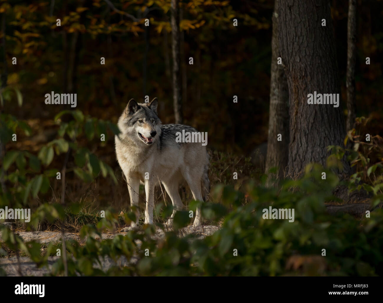 Le loup ou loup gris (Canis lupus) Comité permanent à l'automne au Canada Banque D'Images