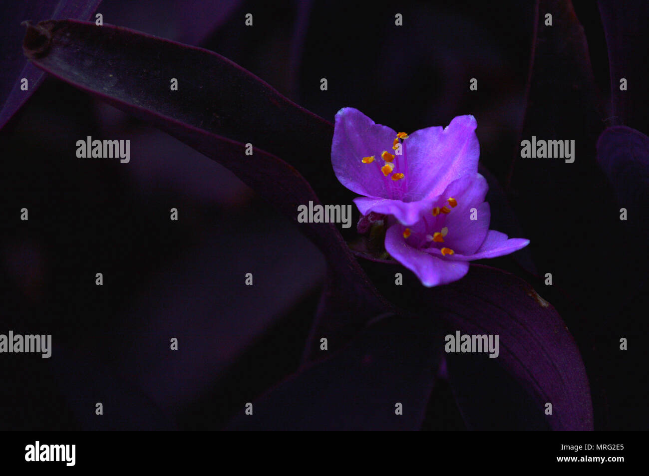 Tradescantia pallida, violet coeur fleurs avec fond sombre Banque D'Images