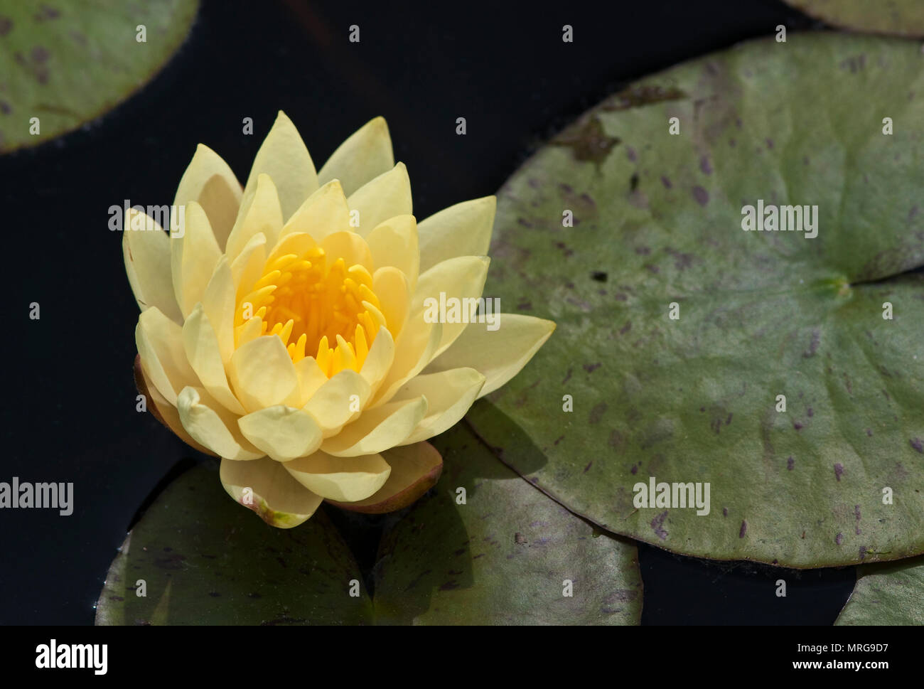 NYMPHAEA 'JOEY TOMOCIK' Banque D'Images