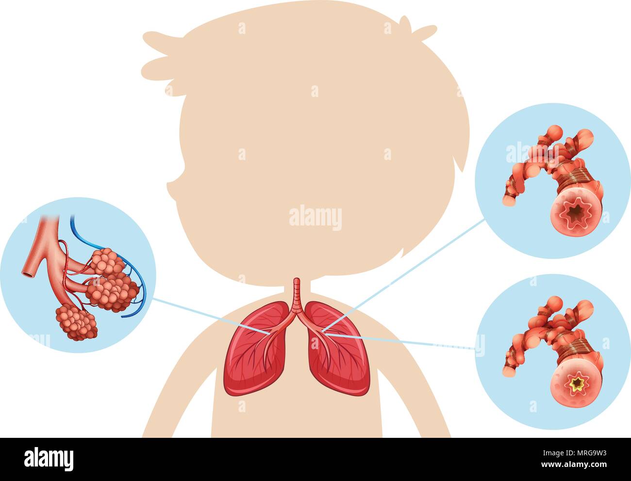 Anatomie d'un garçon illustration pulmonaire Illustration de Vecteur