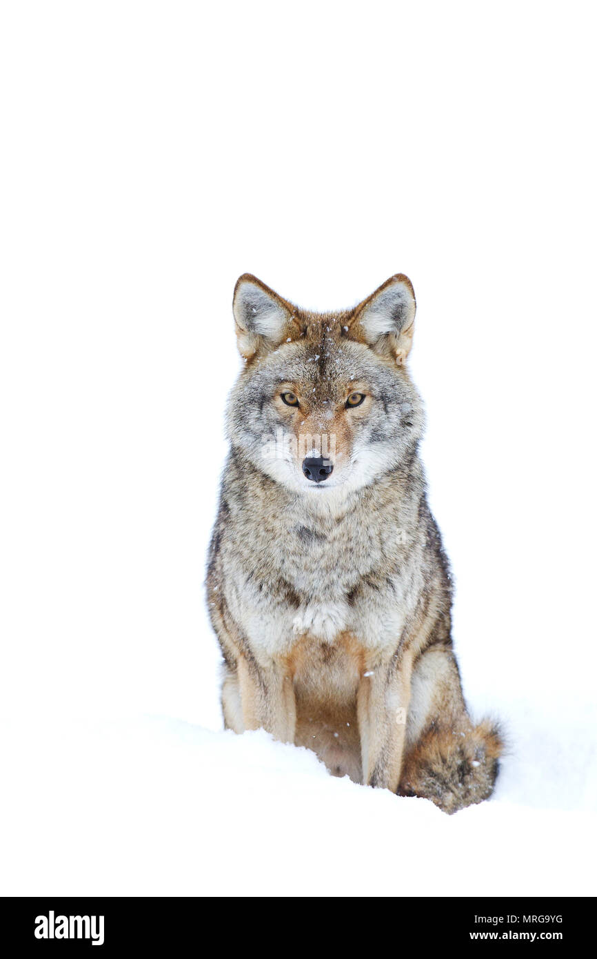 Un coyote (Canis latrans) marcher dans la neige de l'hiver au Canada Banque D'Images