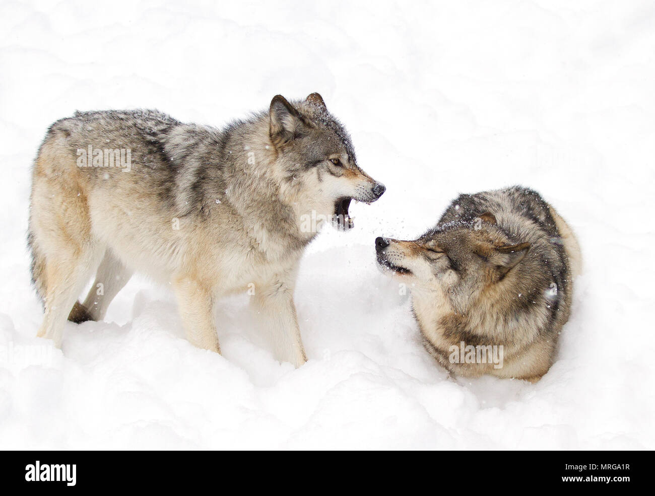 Le loup ou loup gris (Canis lupus) debout dans la neige de l'hiver au Canada Banque D'Images