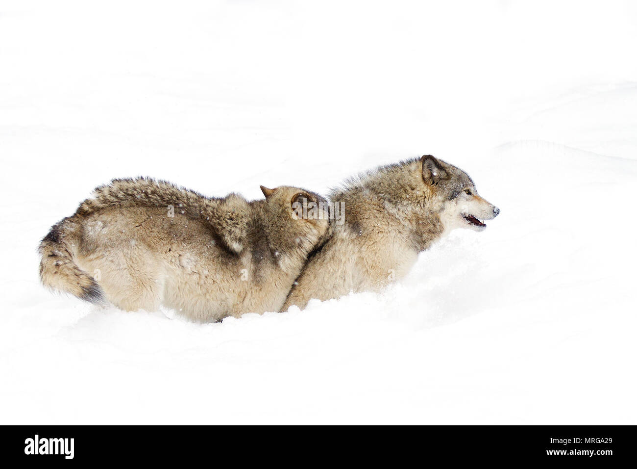 Le loup ou loup gris (Canis lupus) debout dans la neige de l'hiver au Canada Banque D'Images