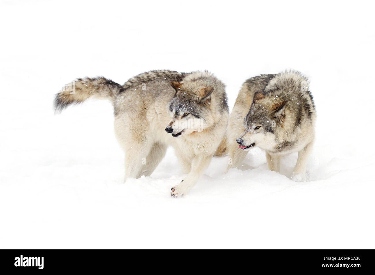 Le loup ou loup gris (Canis lupus) debout dans la neige de l'hiver au Canada Banque D'Images