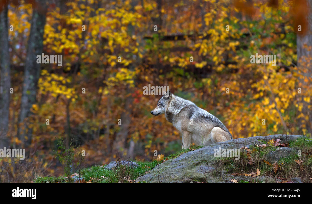Le loup ou loup gris (Canis lupus) debout dans la forêt d'automne au Canada Banque D'Images