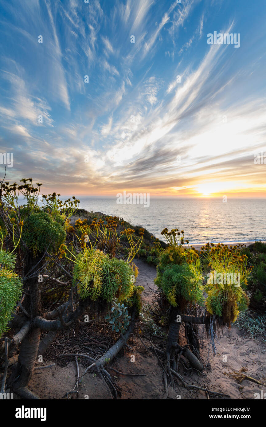 Vue du coucher de soleil avec un avant-plan de Coreopsis gigantee qui a terminé une fleur au point Dume State Beach. Banque D'Images
