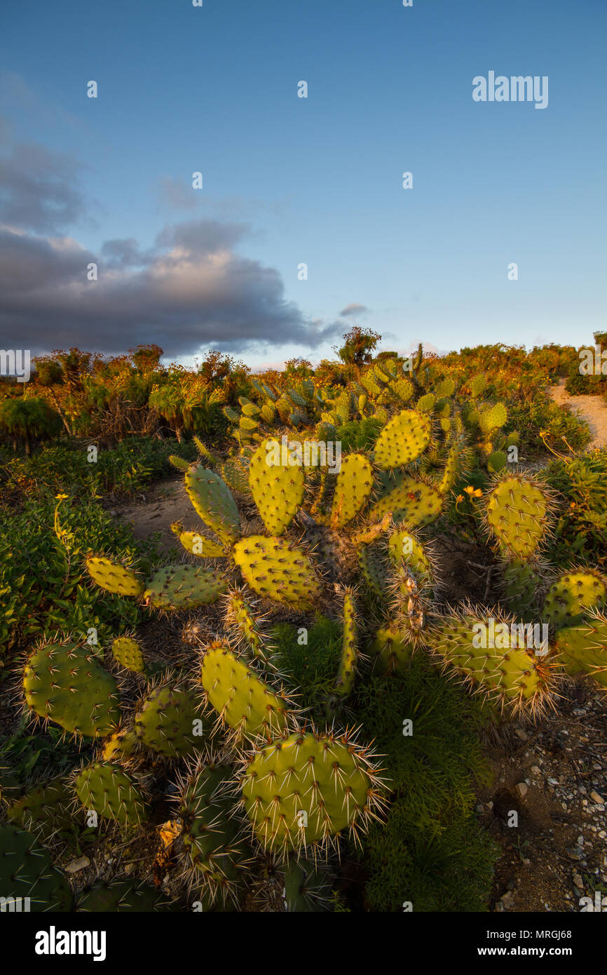 Cactus épineux parsèment le paysage et l'écosystème unique du point Dume State Beach en Californie. Banque D'Images
