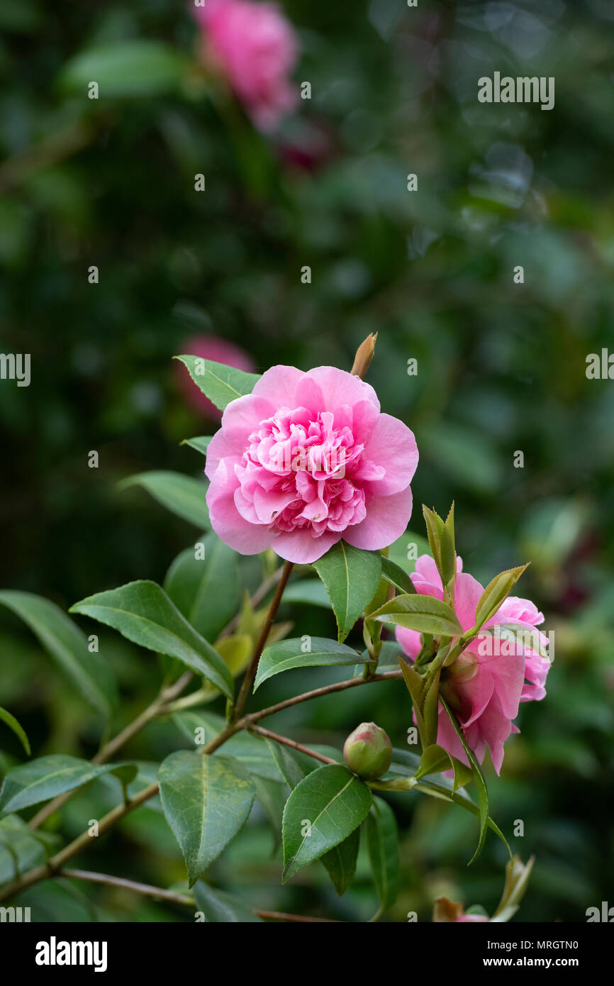 Camellia x williamsii 'Debbie' fleur en mai. UK Banque D'Images