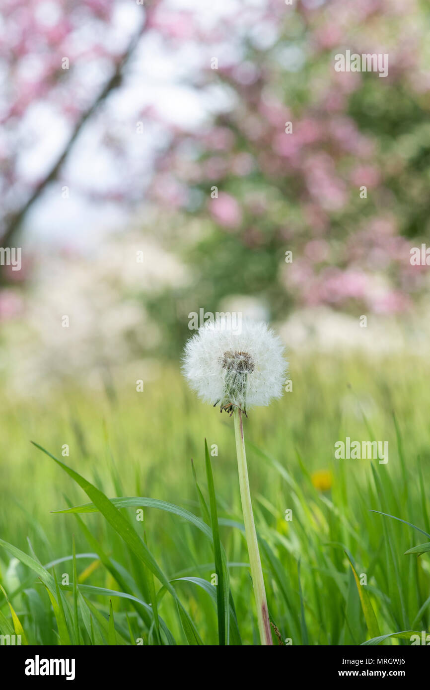 Taraxacum officinale. Le pissenlit disparu à la semence dans l'herbe dans la campagne anglaise Banque D'Images