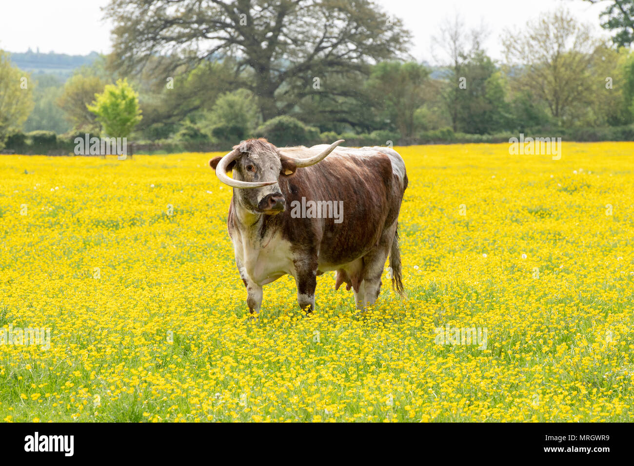 Bos primigenius. English longhorn vache dans un champ de renoncules dans la campagne anglaise. L'Oxfordshire, UK Banque D'Images