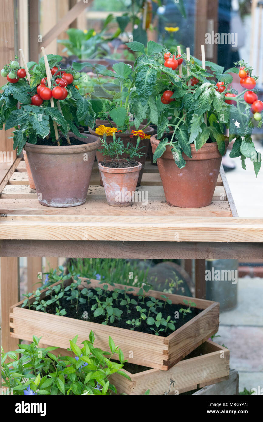 Les plants de tomates et plants dans une serre à un flower show. UK Banque D'Images