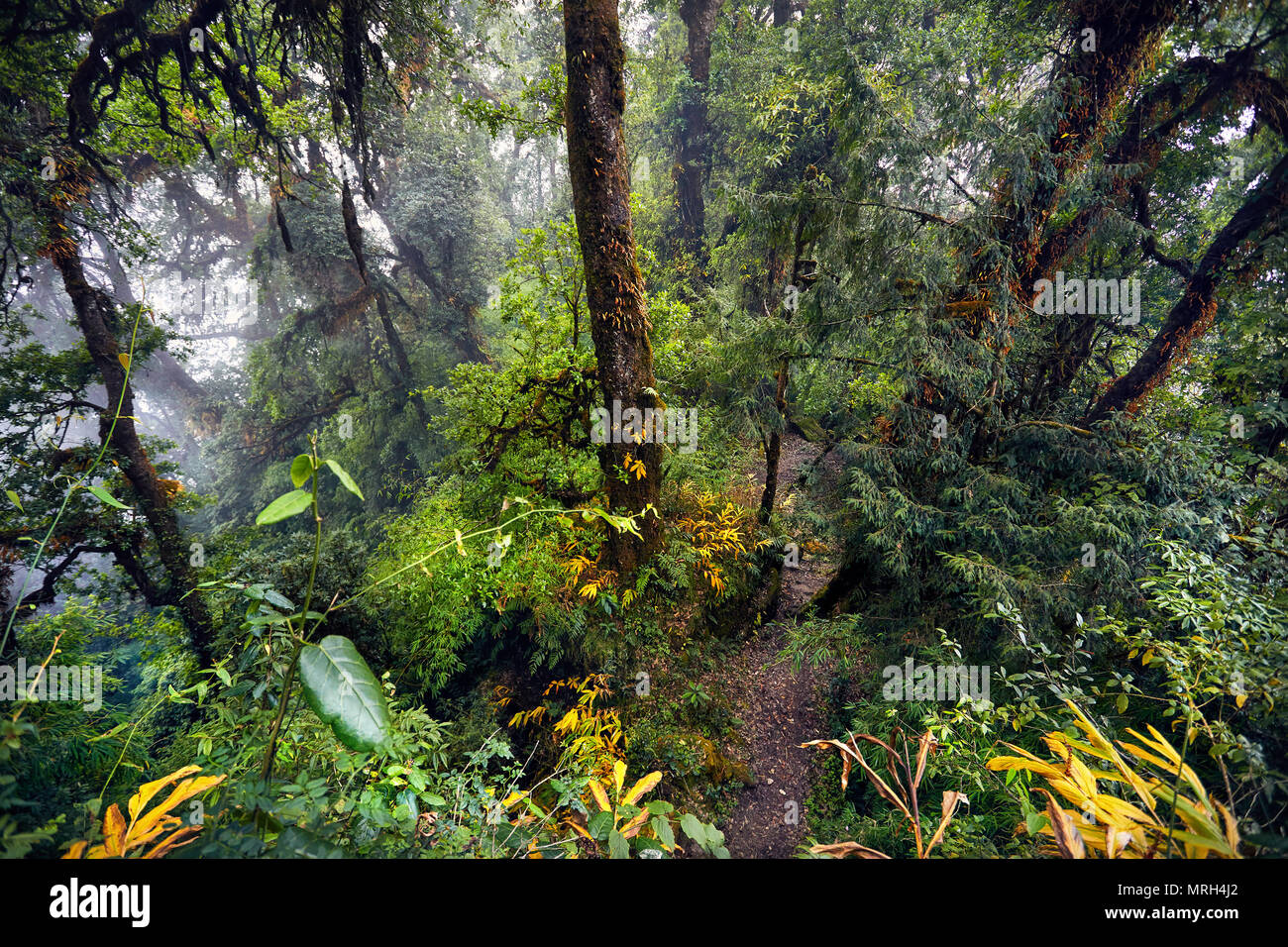 Magnifique paysage de hauts arbres de forêt subtropicale de brouillard Annapurna trek au Népal Banque D'Images