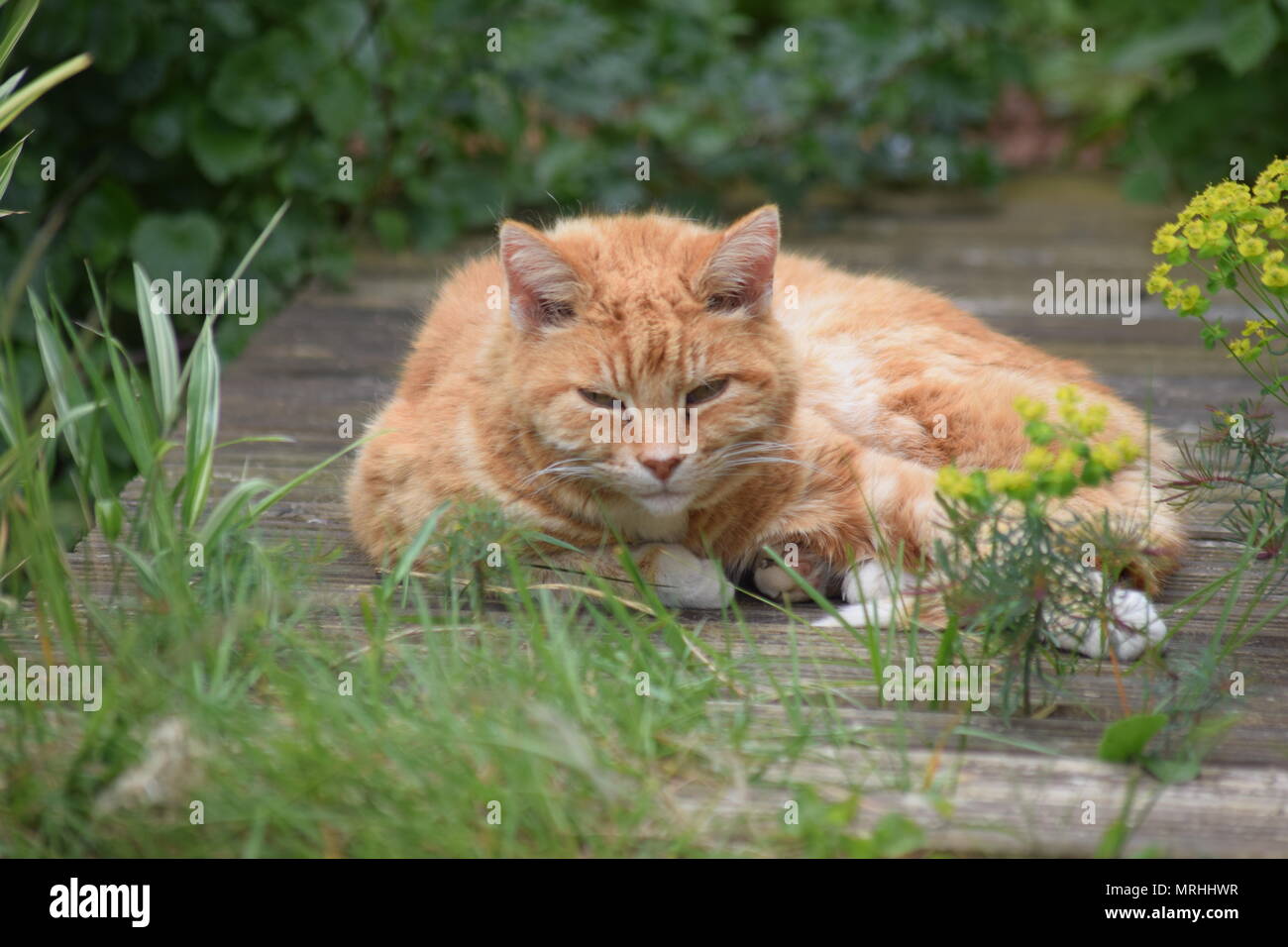 Sieste : ALFIE BÉNÉFICIANT D'UNE DOZE DANS LE JARDIN ARRIÈRE, absorbant la chaleur du soleil de mai. WEST SUSSEX, 21 mai 2018. Banque D'Images