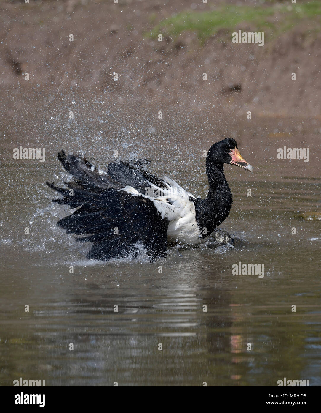 Magpie Goose - Anseranas semipalmata Splashing in water Banque D'Images