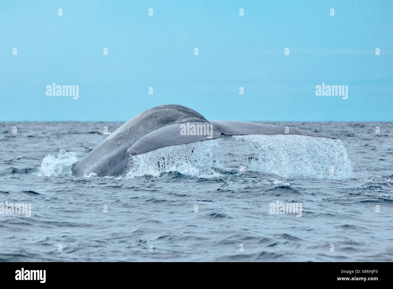 Un rorqual bleu puissant la nageoire caudale montrant Banque D'Images