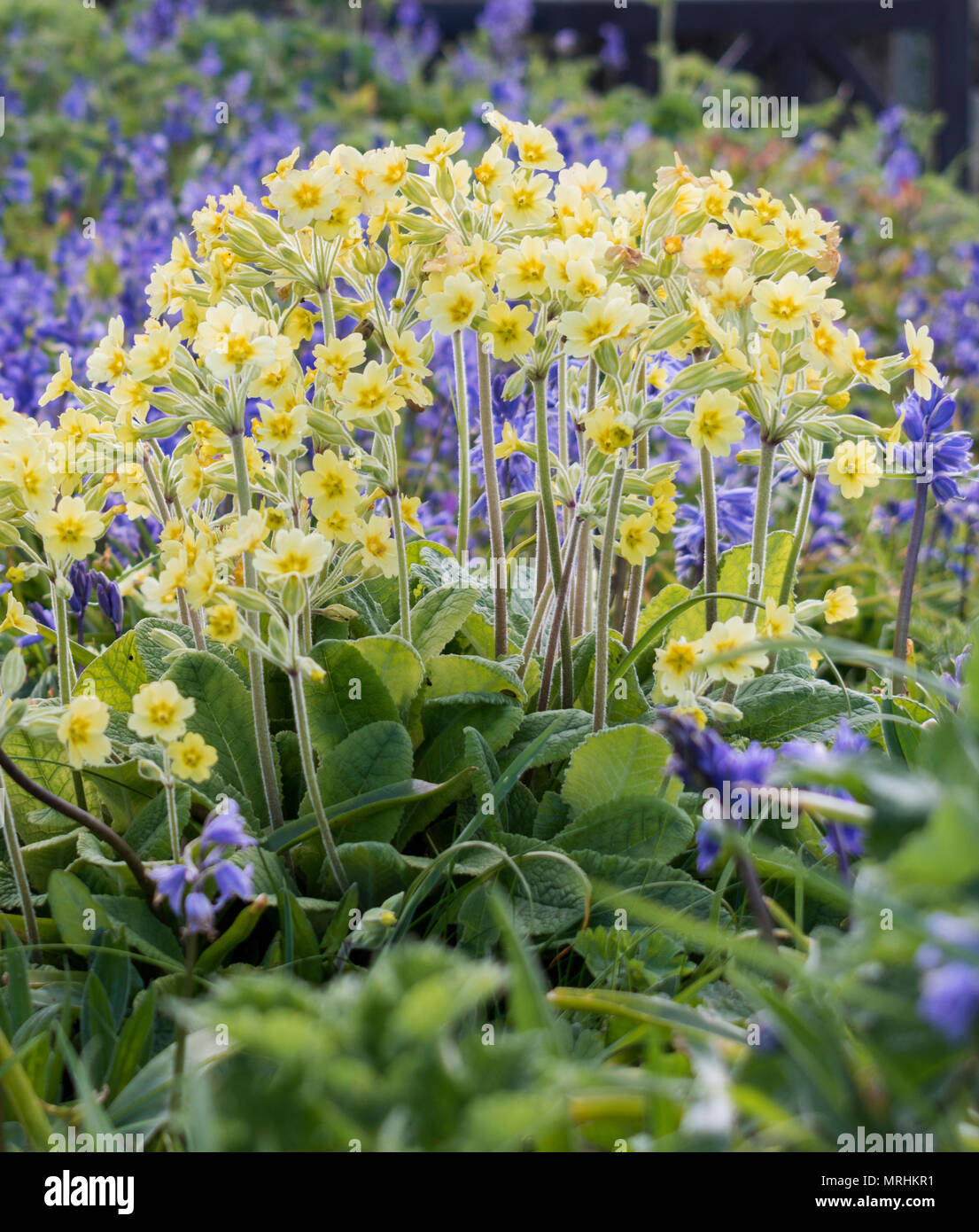 Printemps fleurs sauvages poussant dans la cour de l'église à St Uny Lelant, Cornwall, du Banque D'Images