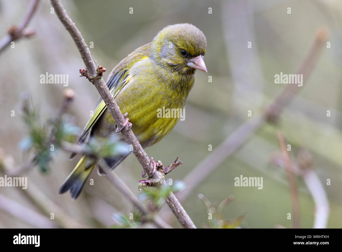 Finch vert Banque D'Images