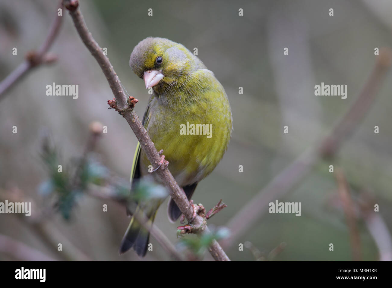 Finch vert Banque D'Images