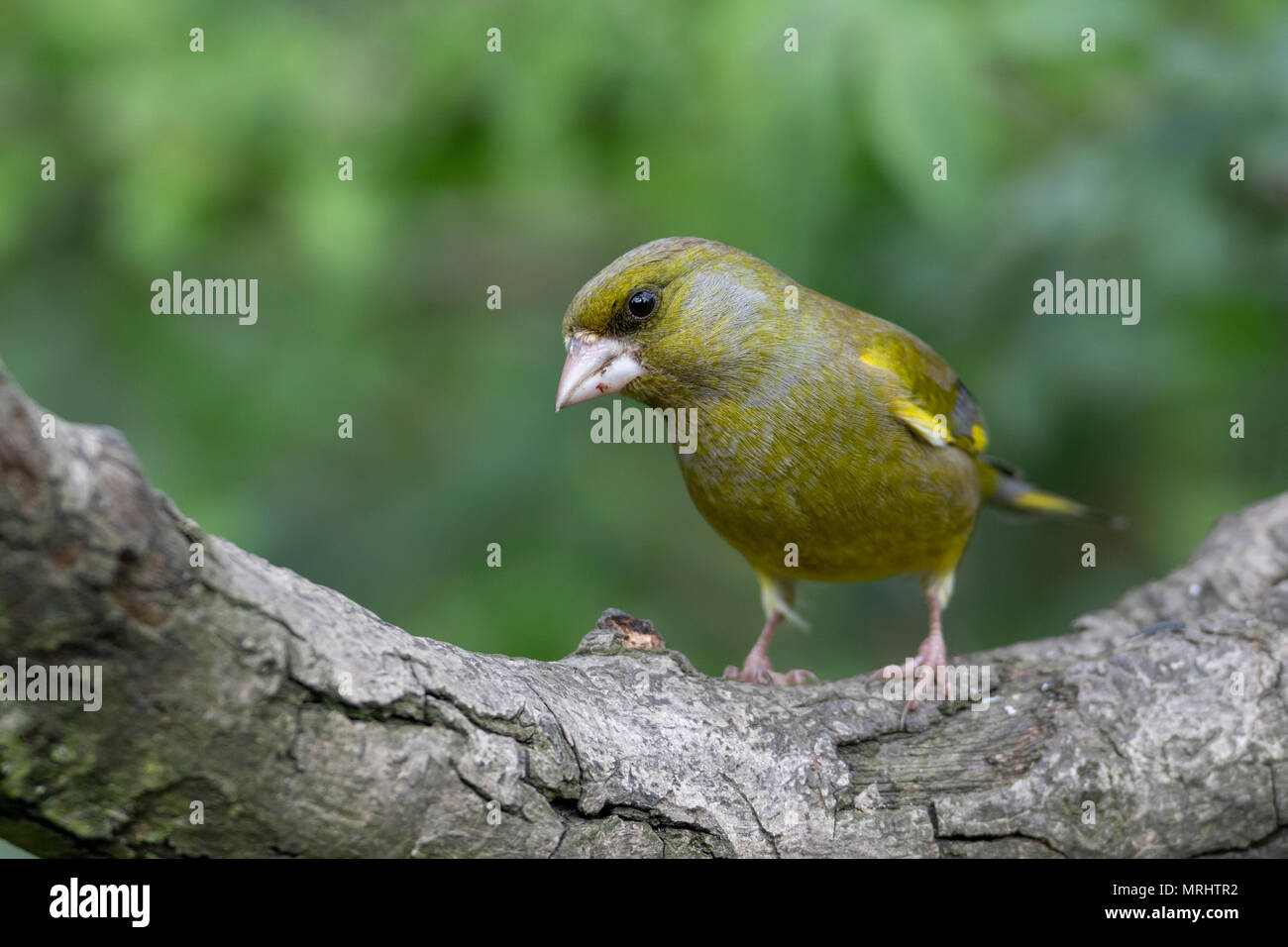 Finch vert Banque D'Images