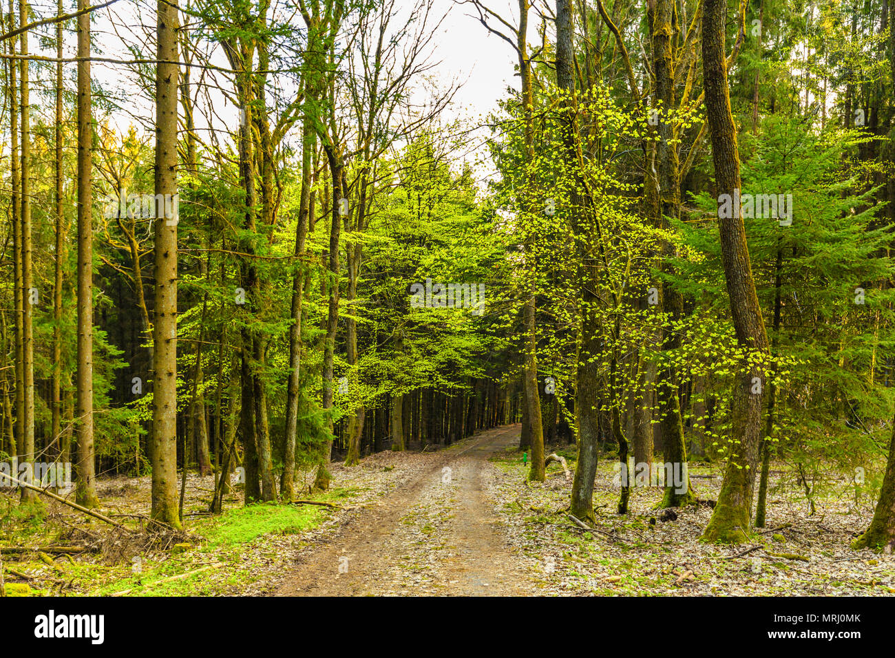 Au lever du soleil, l'éveil forêt de hêtres avec des feuilles vertes en allemand Vulkaneifel dans Gerolstein avec les feuilles tombées et ravins érodés par l'eau de pluie Banque D'Images