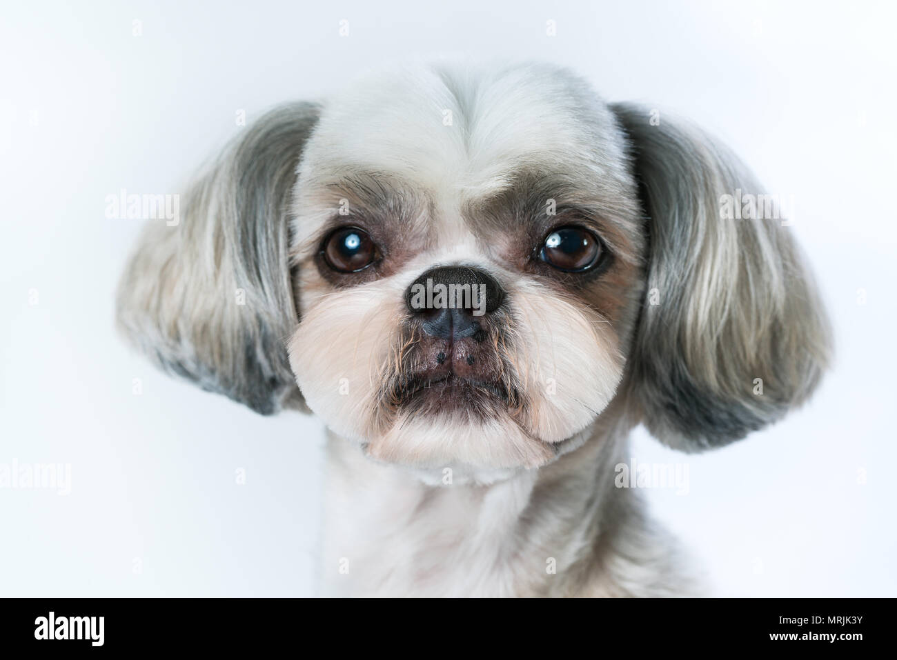 Shih Tzu chien avec cheveux courts après le toilettage portrait. Sur fond blanc lumineux. Banque D'Images