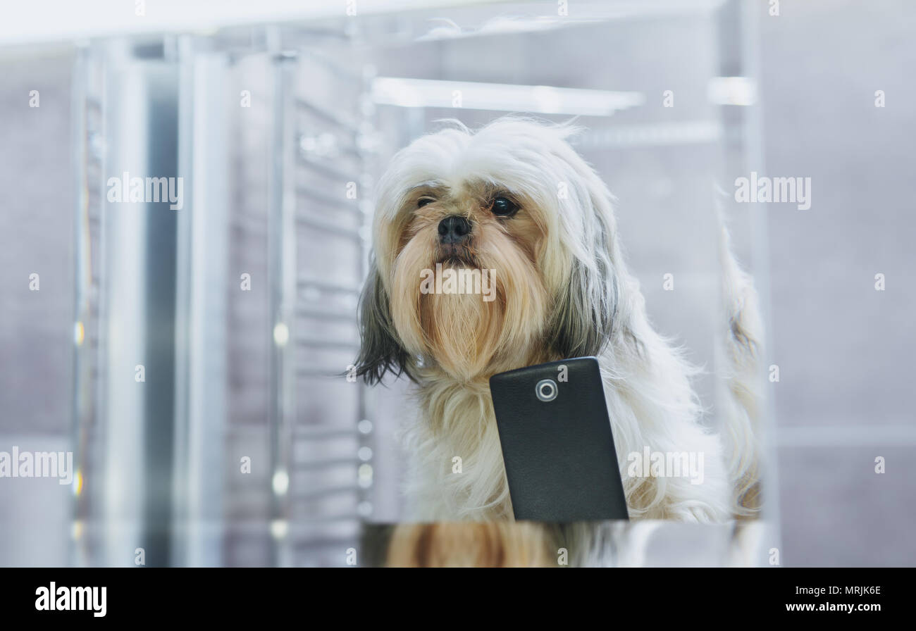 Shih Tzu chien à la recherche de miroir et décisions. selfies Photo avant le toilettage. Banque D'Images