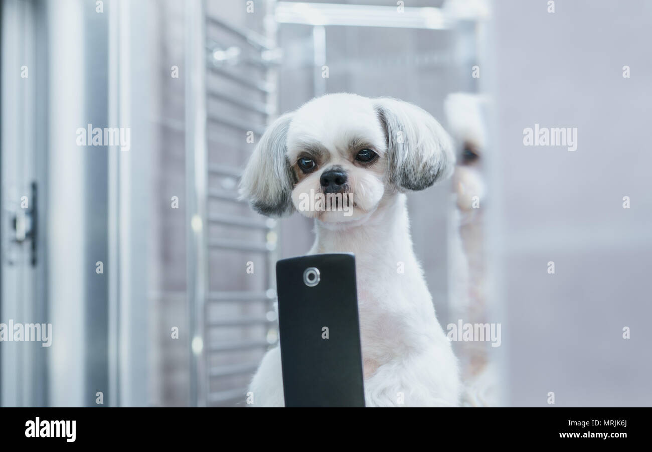 Shih Tzu chien à la recherche de miroir et décisions. selfies Photo après  le toilettage Photo Stock - Alamy