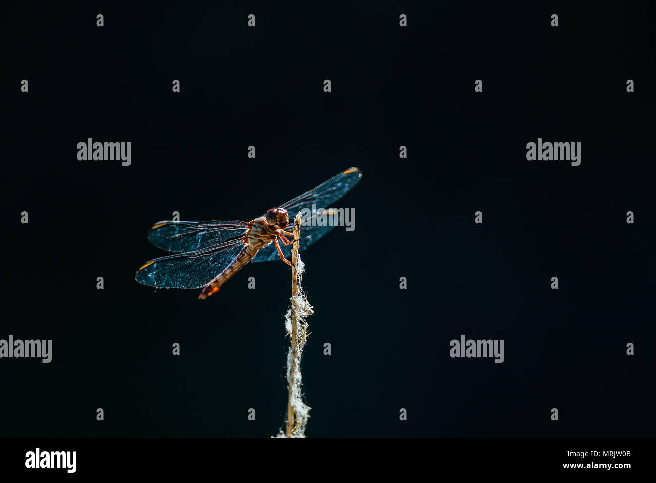 Anisópteros fils uno de los los dos clásicos del infraórdenes suborden Epiprocta. Se conocen comúnmente como libélulas, Aunque este término, usar suele Banque D'Images