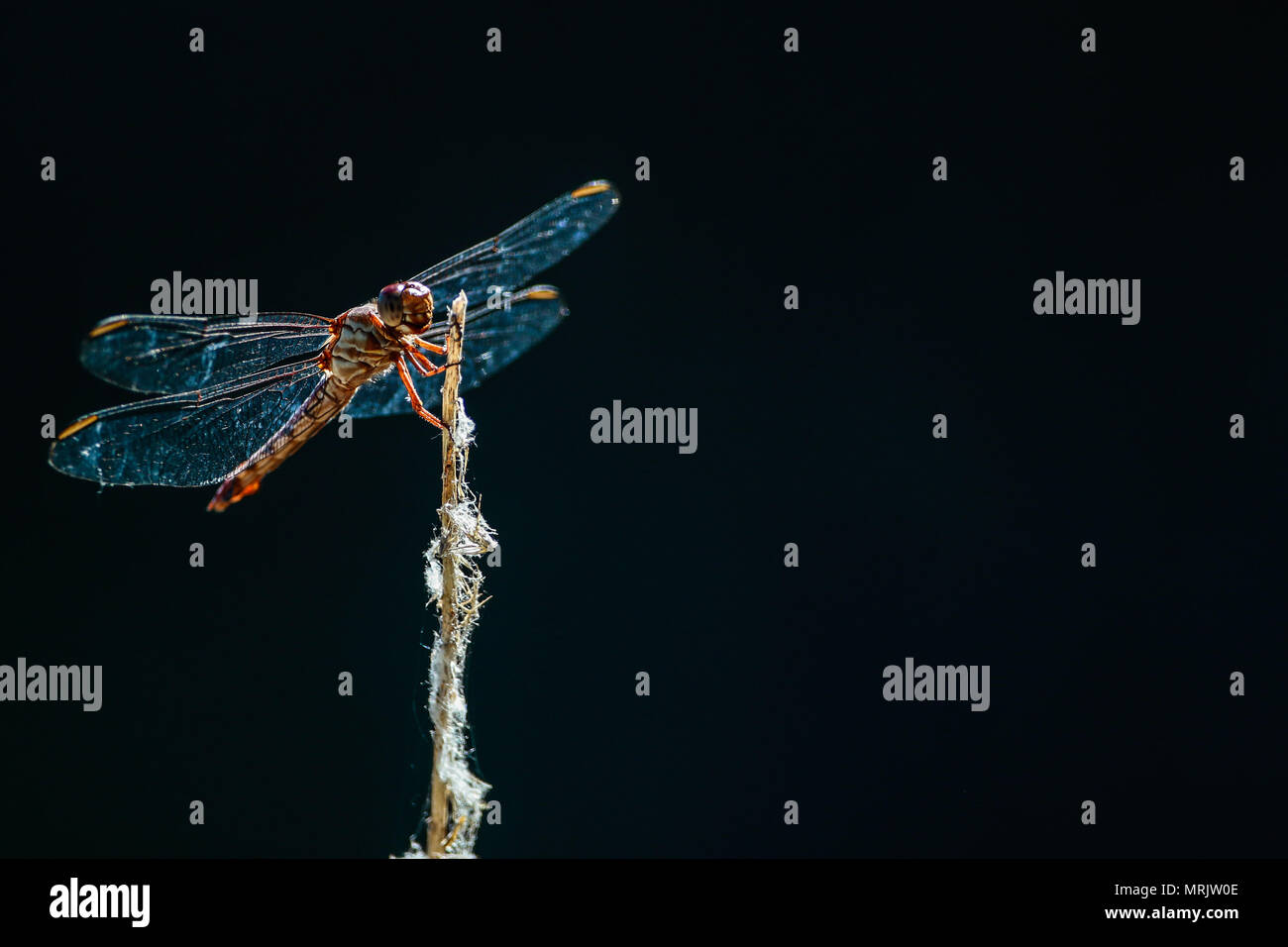 Anisópteros fils uno de los los dos clásicos del infraórdenes suborden Epiprocta. Se conocen comúnmente como libélulas, Aunque este término, usar suele Banque D'Images