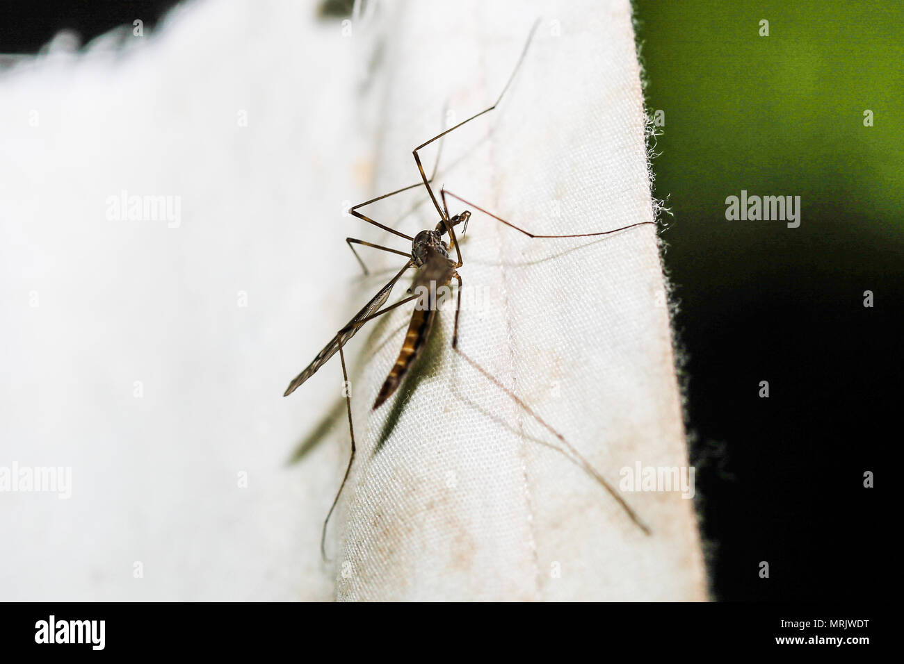 L'infection virale transmise par les moustiques, le chikungunya. Il est temps pour des poisons dans la manière de penser et d'aspiration du sang Banque D'Images