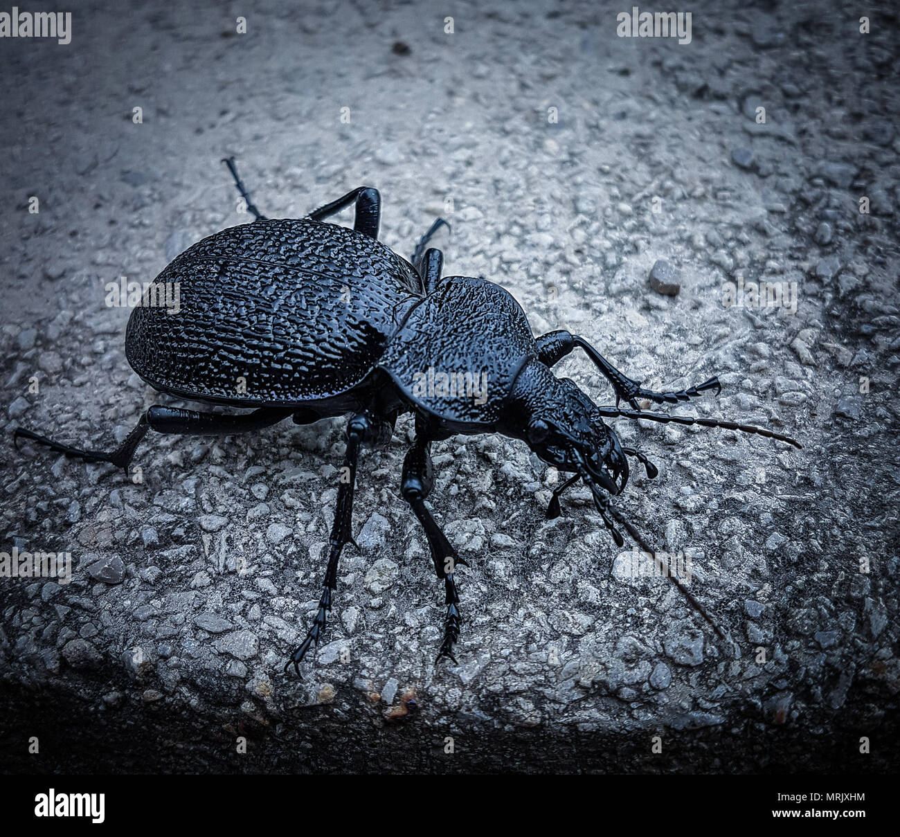 Carabus Gigas Banque D'Images