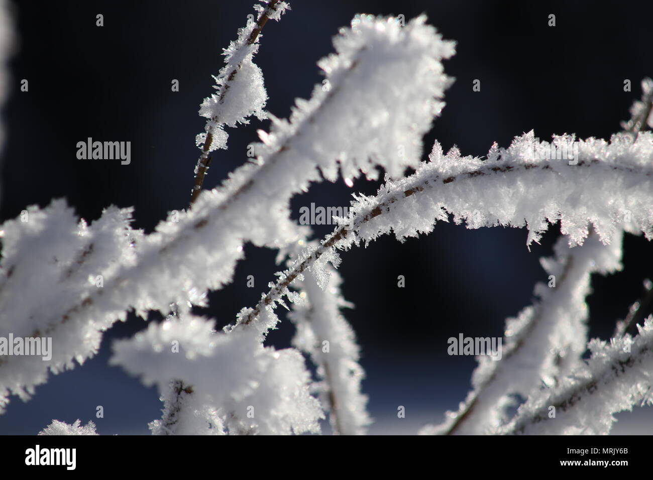 Flocons sur arbre, paysage d'hiver Banque D'Images