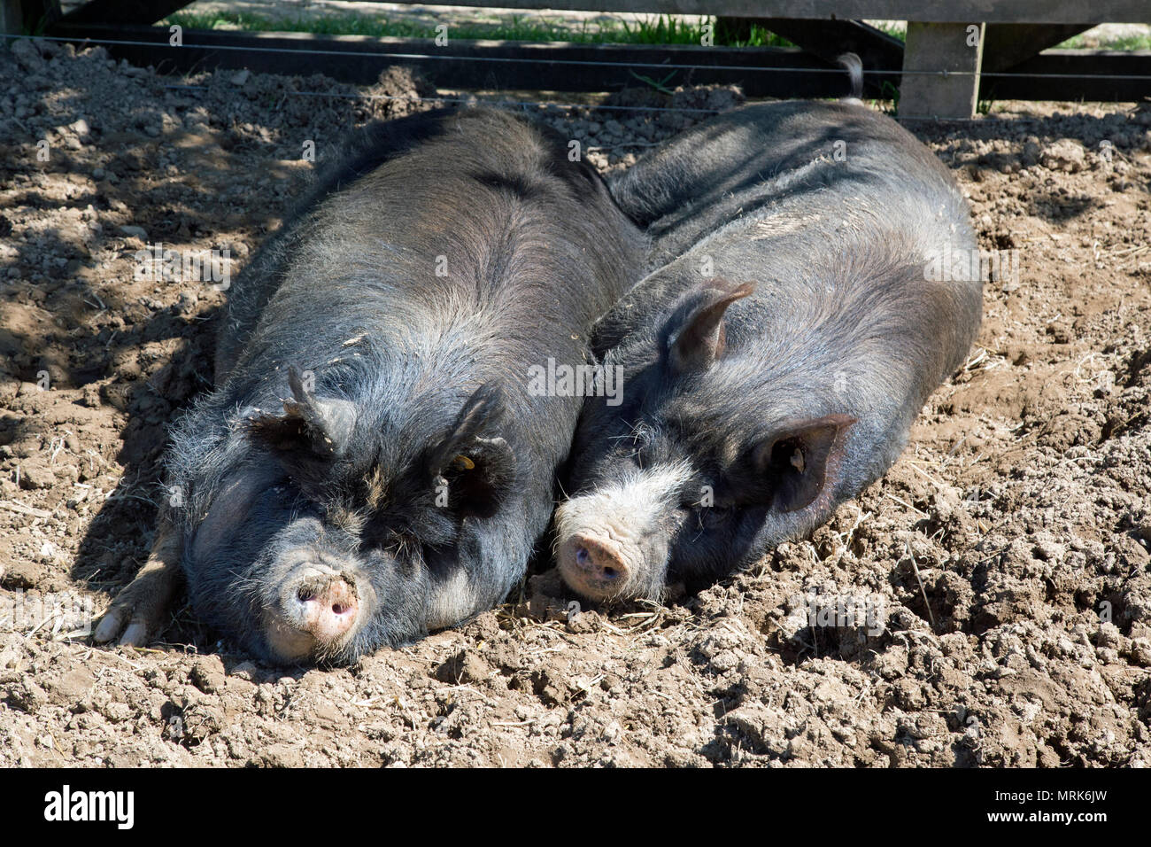 Les porcs aux cheveux noirs dans un champ boueux Banque D'Images