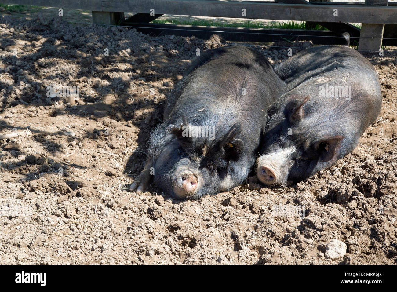 Les porcs aux cheveux noirs dans un champ boueux Banque D'Images