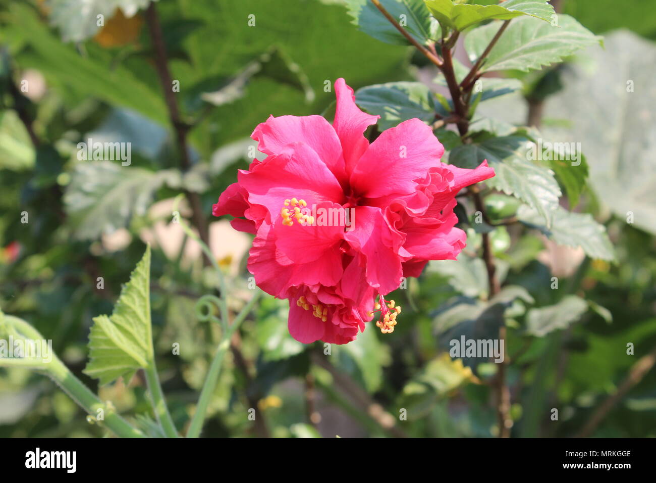 Belle fleur rouge Banque D'Images