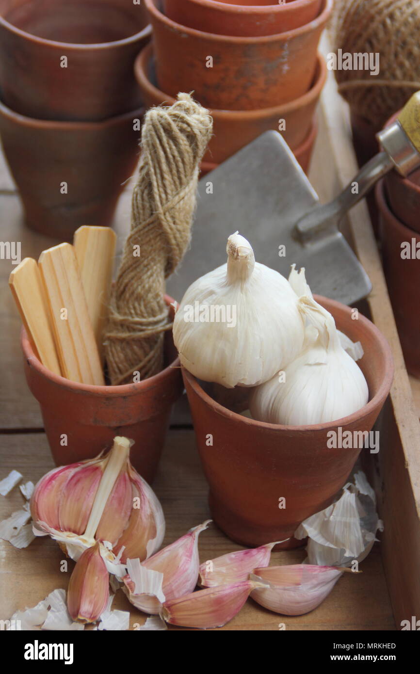 Allium sativum 'Cristo'. L'ail et de girofle prêts pour la plantation, UK Banque D'Images
