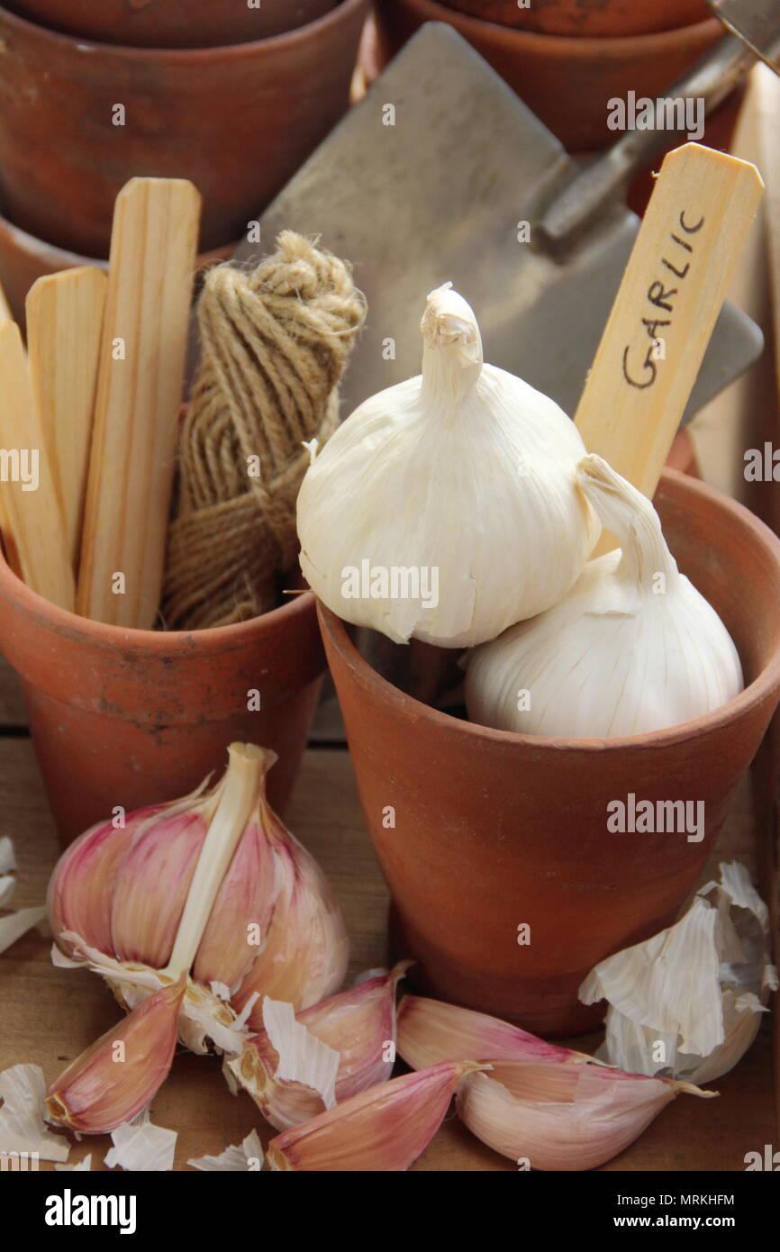 Allium sativum 'Cristo'.Bulbes et gousses d'ail 'Cristo' prêts pour la plantation, Royaume-Uni Banque D'Images