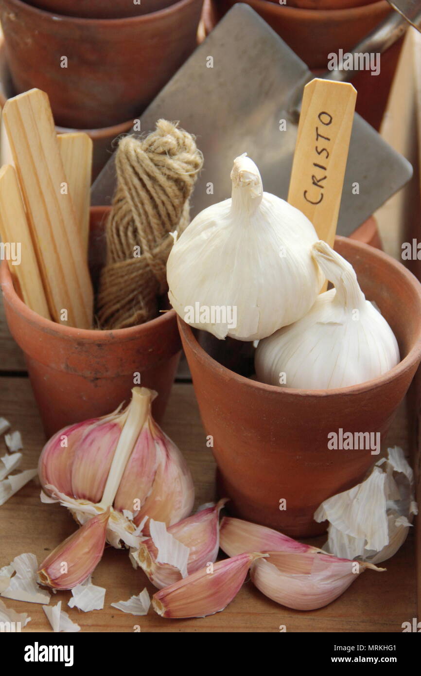 Allium sativum 'Cristo'.Bulbes et gousses d'ail 'Cristo' prêts pour la plantation, Royaume-Uni Banque D'Images
