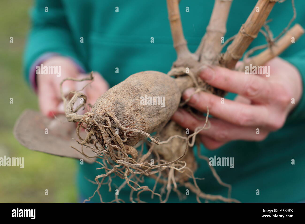 Au cours de l'hiver dahlia tubercules inspectés pour pourrir avant rempotage au démarrage de la croissance au printemps, UK Banque D'Images