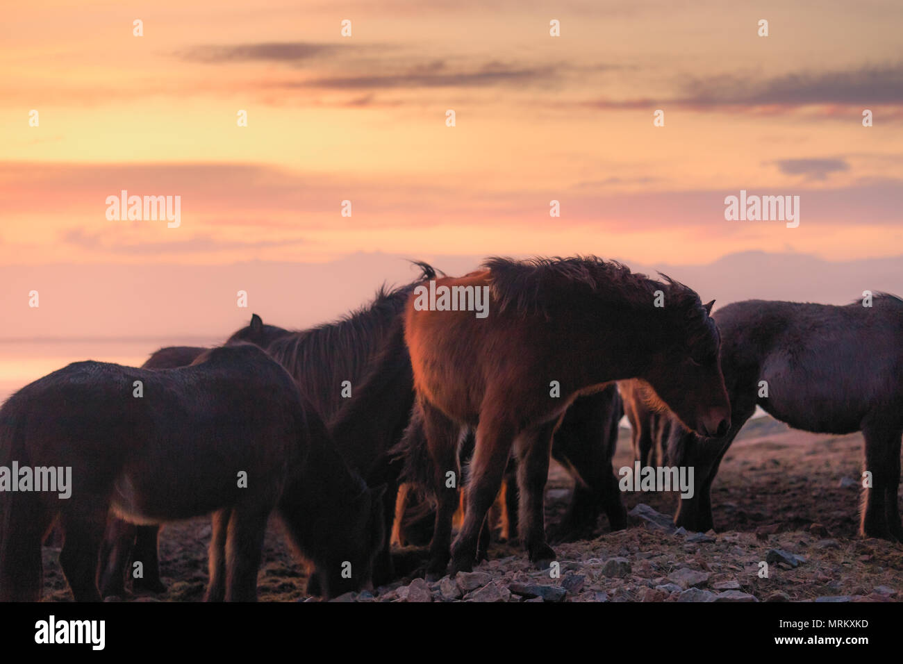Groupe de cheval islandais au cours de coucher soleil océan en arrière-plan l'Islande Banque D'Images