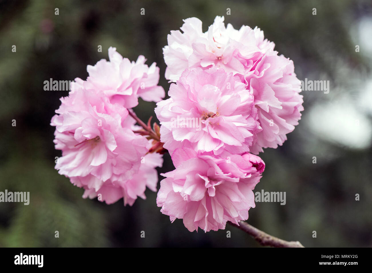 Prunus Seerulata Lindl, Kanzan, cerise japonaise, Un gros plan de fleurs de cerisier roses vibrantes en pleine floraison, délicatement disposées sur une branche, Banque D'Images