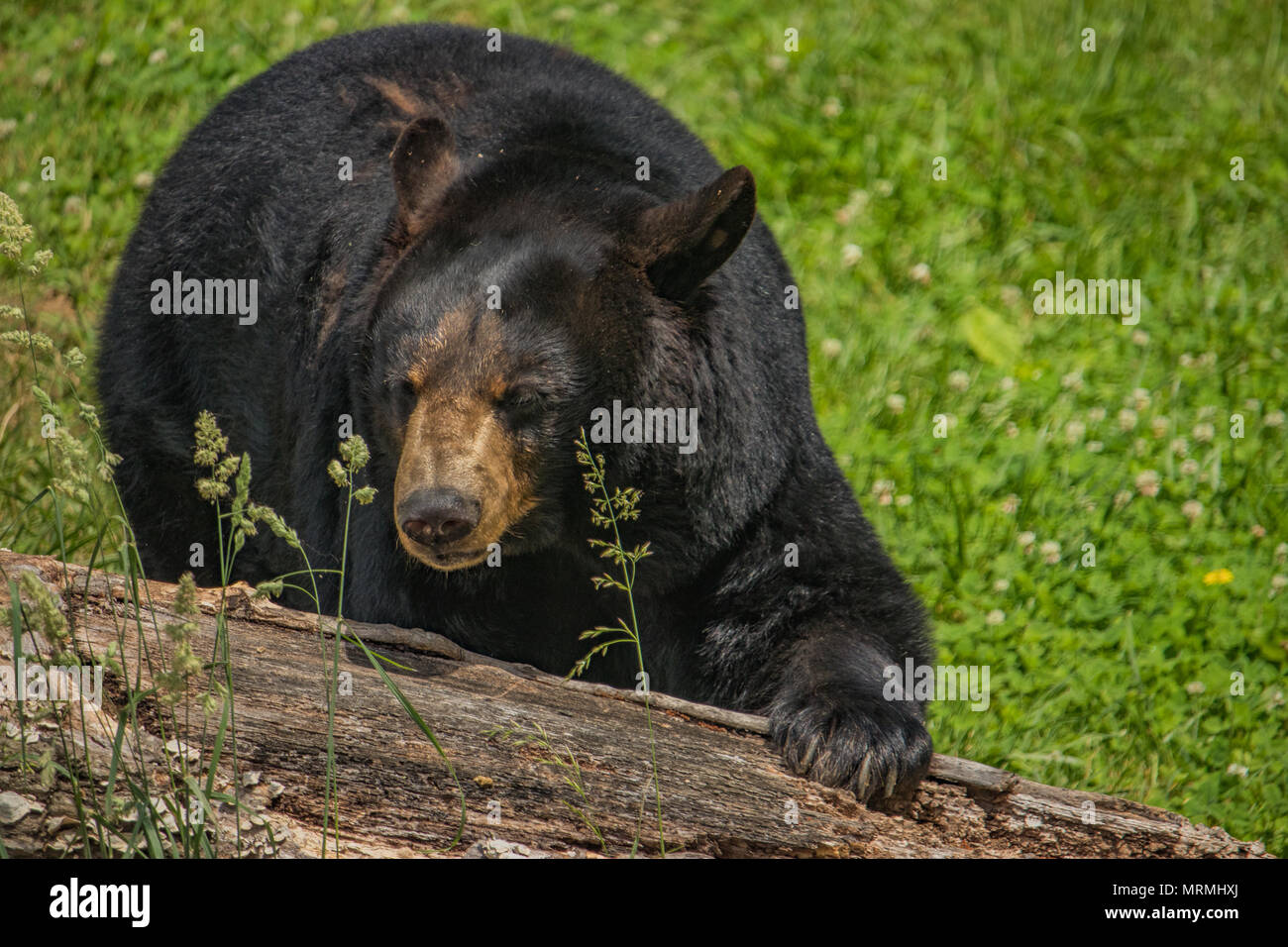 L'ours noir américain de la Caroline du Nord dans les montagnes Blue Ridge Banque D'Images