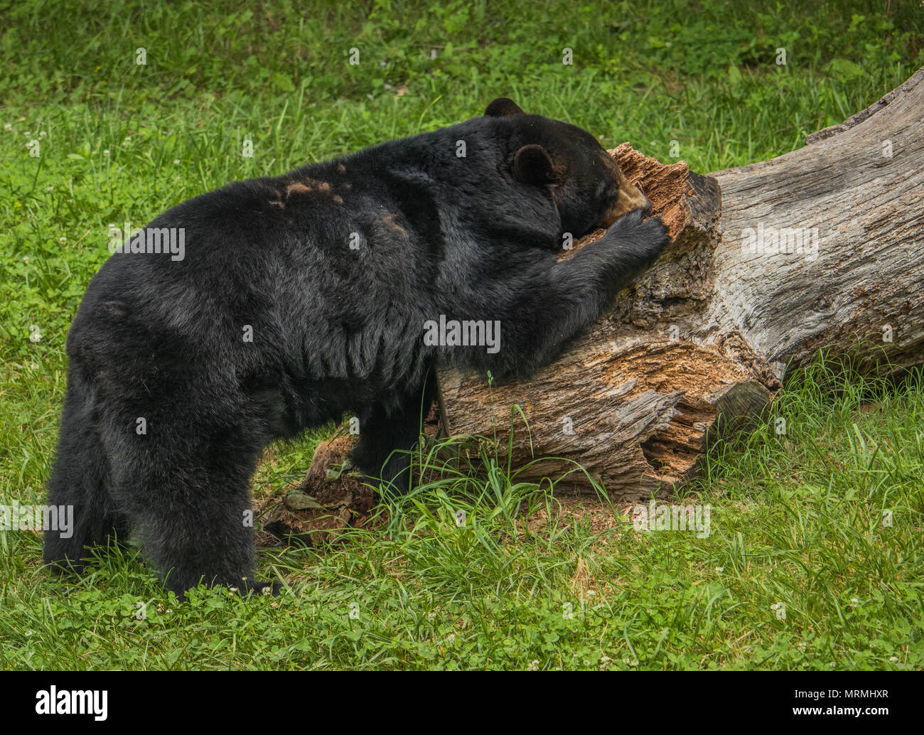 L'ours noir américain de la Caroline du Nord dans les montagnes Blue Ridge Banque D'Images