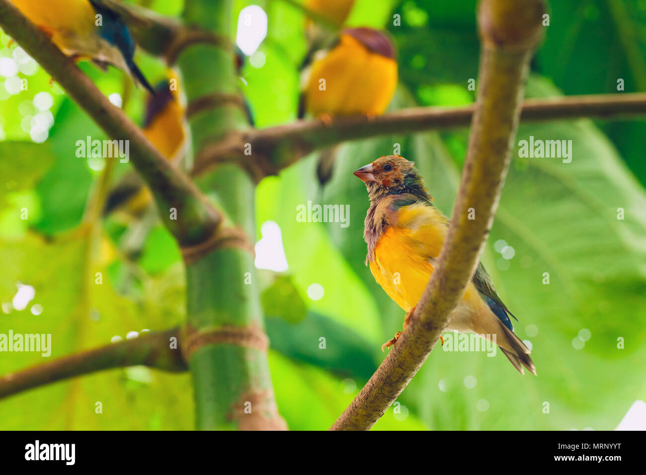 La Lady Gouldian Finch, Erythrura gouldiae, Close up Banque D'Images