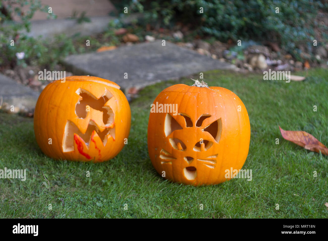 Citrouilles d'Halloween sur la pelouse devant une maison coupée en une grimace sanglante et la face d'un chat Banque D'Images