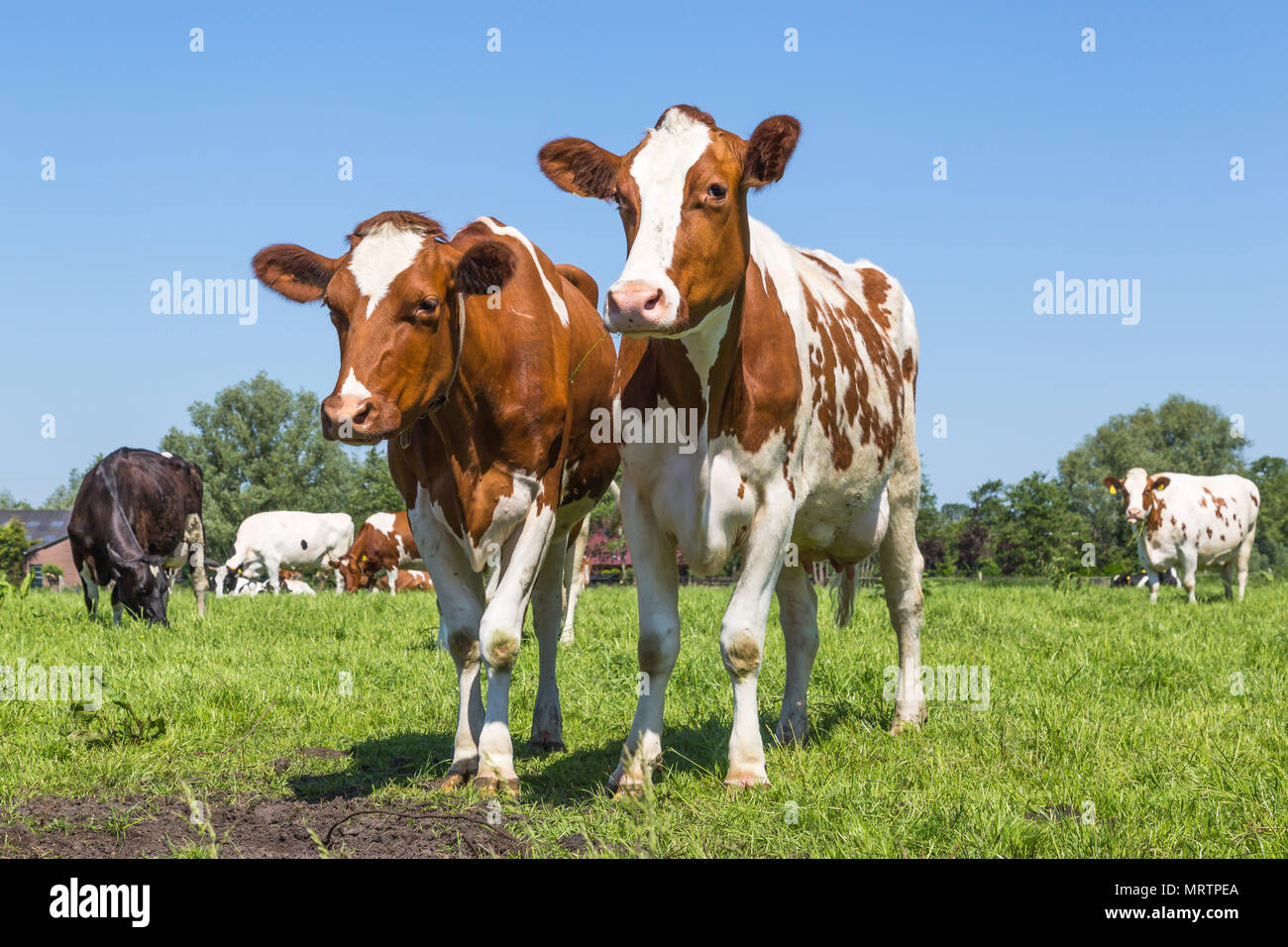 Curieux brown vaches dans le domaine Banque D'Images