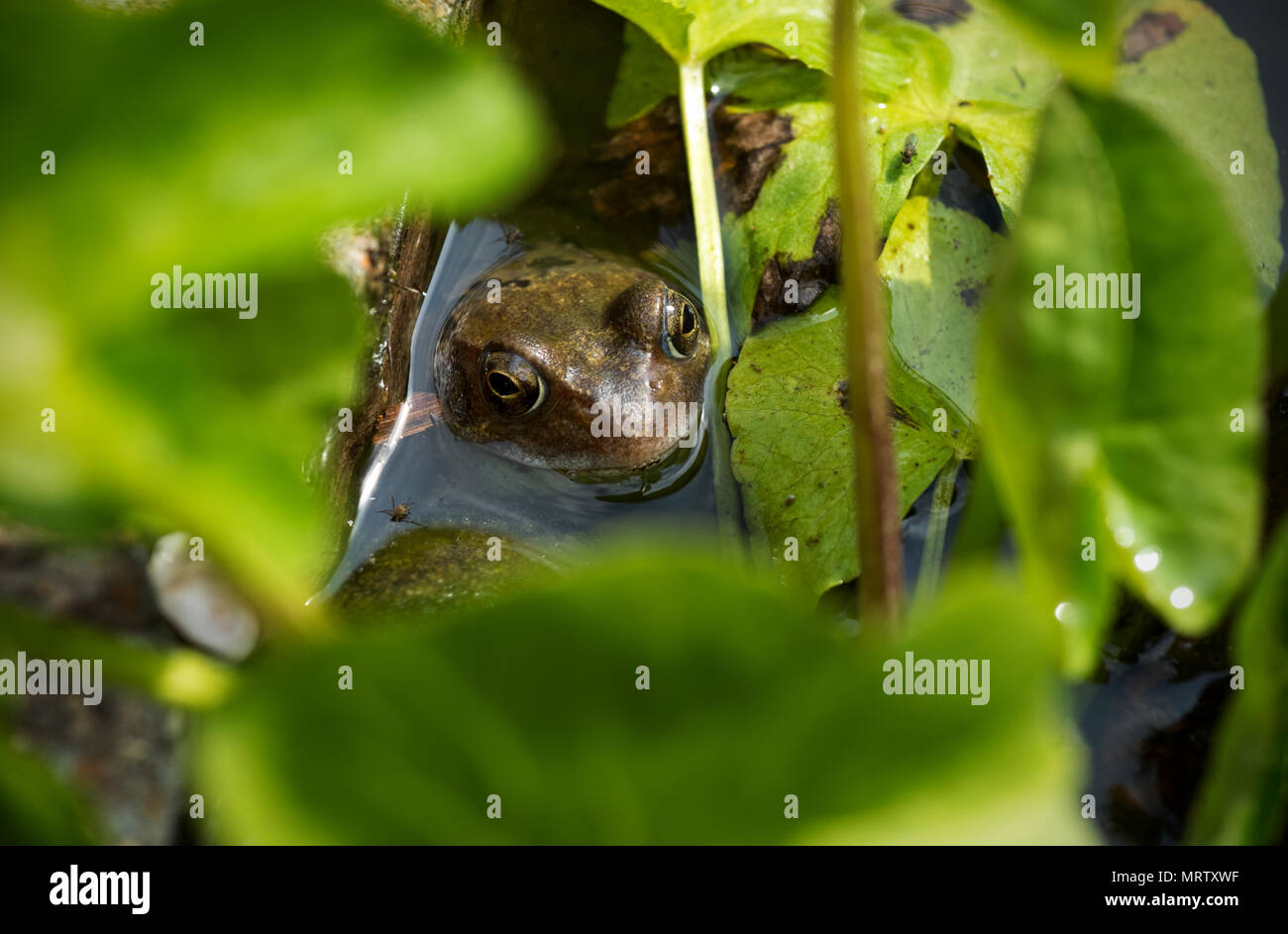 Grenouille Rousse en étang de jardin Thaxted Essex England UK Mai 2018 La grenouille rousse (Rana temporaria), également connu sous le nom de l'intérêt commun européen, grenouille commo Banque D'Images