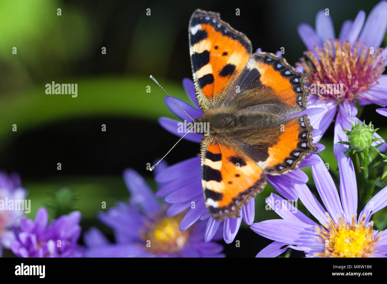 Petite écaille, Nässelfjäril (Aglais urticae) Banque D'Images